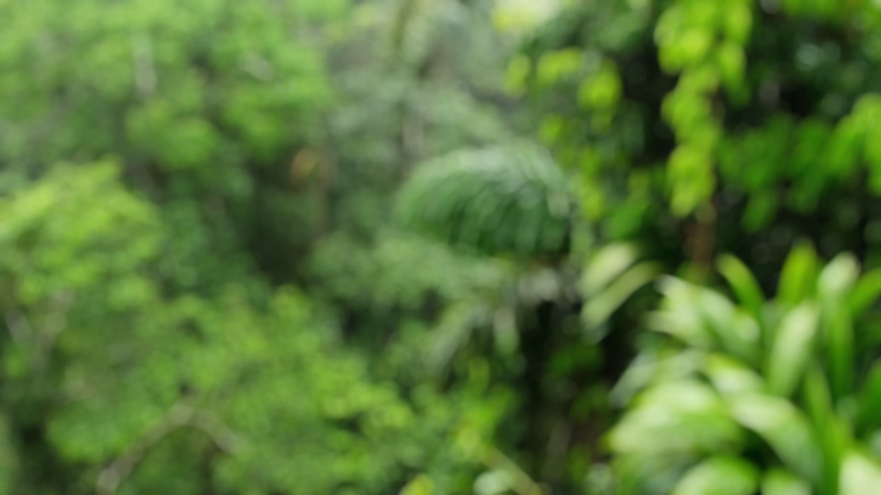 В джунглях Амазонки обнаружено неизвестное племя